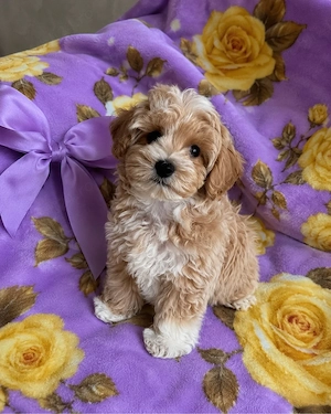 maltipoo poodle mini toy 