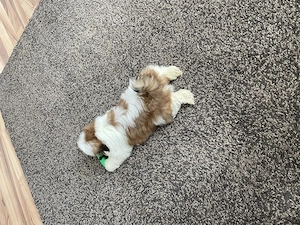Pui Shih tzu de vânzare  - imagine 3