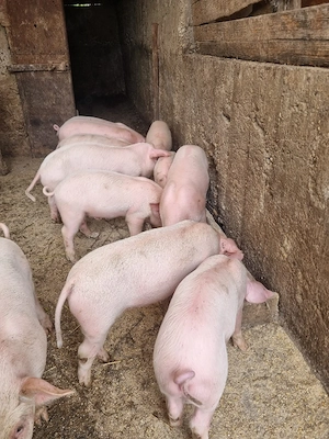 Purcei landrace de 7 saptamani - imagine 3