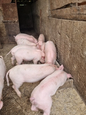 Purcei landrace de 7 saptamani - imagine 4