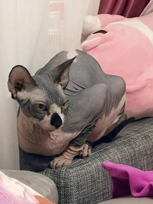 Vand pusicuta sphynx - imagine 2