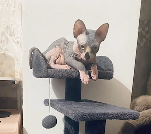 Vand pusicuta sphynx - imagine 4