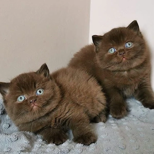 British Shorthair  - imagine 2