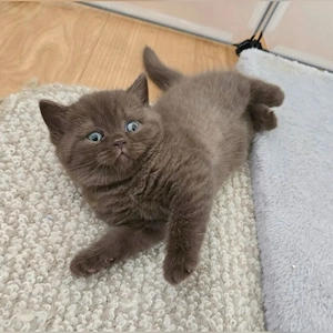 British Shorthair  - imagine 4