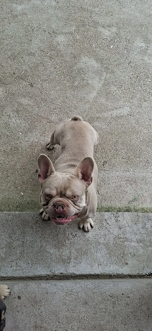 Bulldog francez New Shade Isabella Tan  - imagine 5