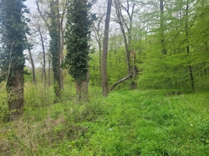 SUPER OCAZIE TEREN 4000MP DE VANZARE IN SNAGOV CU DESCHIDERE LA LACUL SNAGOV,NEGOCIABIL. - imagine 6
