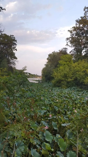SUPER OCAZIE TEREN 4000MP DE VANZARE IN SNAGOV CU DESCHIDERE LA LACUL SNAGOV,NEGOCIABIL. - imagine 8