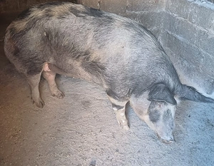 Vând porc 