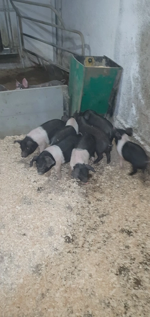 Vând purcei Bazna cu sau fără acte de origine