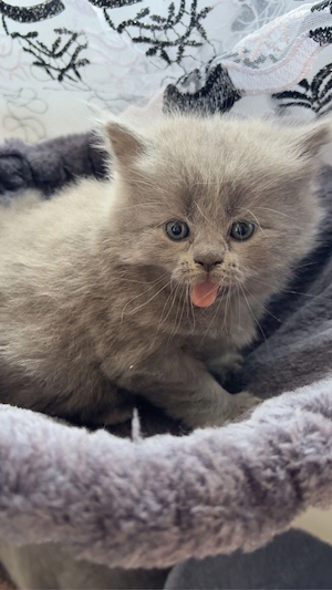 pisica british shorthair blue - imagine 5
