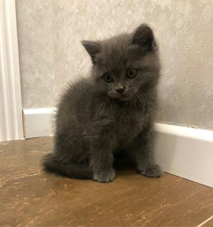 british shorthair mascul si femela - imagine 2