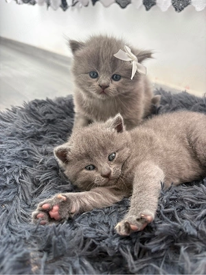 pisica british shorthair blue - imagine 3