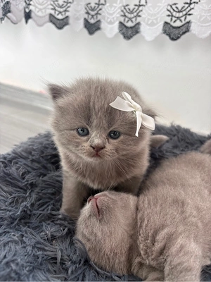 pisica british shorthair blue - imagine 4