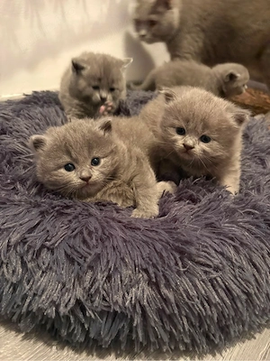 pisica british shorthair blue - imagine 2