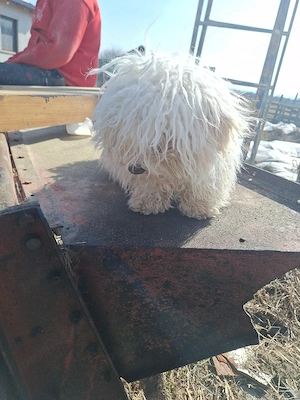 vand bichon frise  - imagine 4