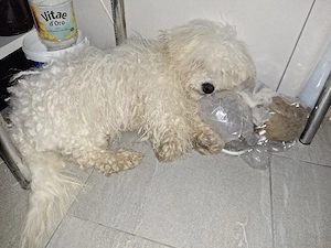 vand bichon frise  - imagine 3