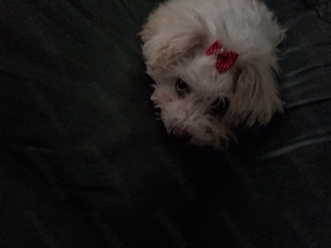 vand bichon frise 