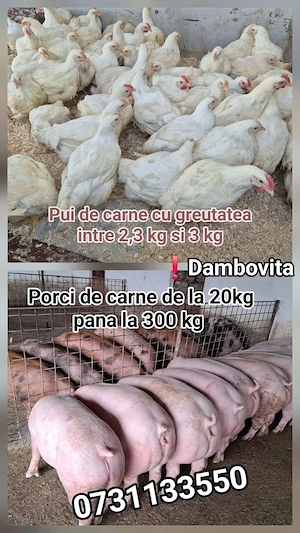 Pui albi de carne