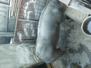 Porc de carne. Rasa Pietrean cu Landrace. - imagine 3