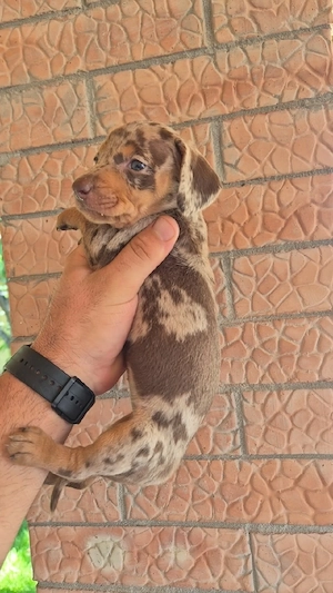 Teckel Dachshund  - imagine 4