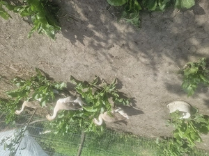 Oua de gasca pentru incubator 