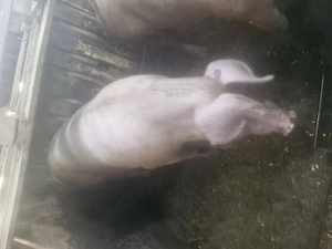 Porci de vanzare. - imagine 3