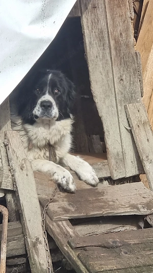 Câine Ciobănesc de Bucovina și cățea adultă   sănătoși, bine îngrijiți - imagine 3