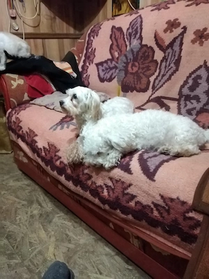 Vand fetita bichon maltese - imagine 3