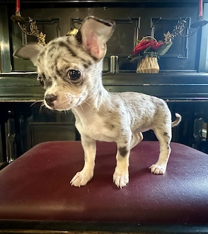 Pui chihuahua - imagine 2