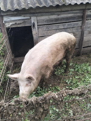 Vând porc aproximativ 140kg
