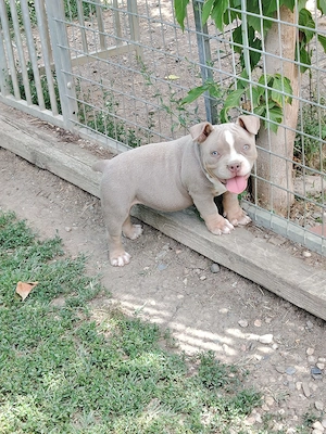 american bully pocket