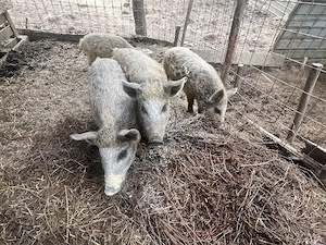 Porci de vânzare | Salaj | Mai multe rase - imagine 5