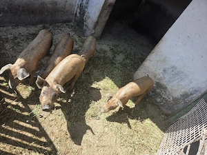 Purcei duroc de  10 saptamani - imagine 3