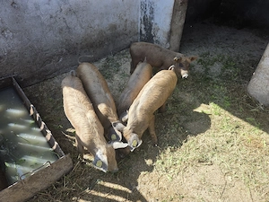 Purcei duroc de  10 saptamani
