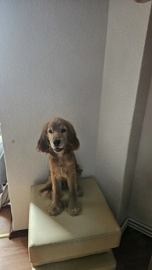 Vând pui cocker spaniel  - imagine 3