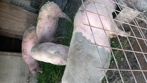 Porc gras și frumos - imagine 3