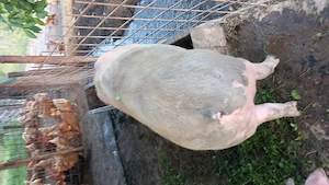 Porc gras și frumos - imagine 2