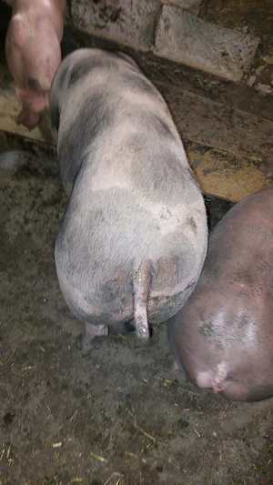porc de carne 75-80 kg - imagine 2