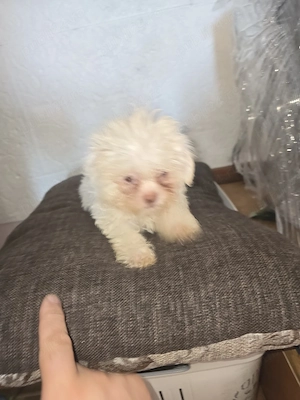 catel bichon minitoi - imagine 2