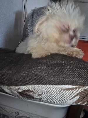 catel bichon minitoi - imagine 4
