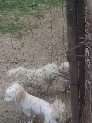 vand 2 cateluse Bichon maltez - imagine 3