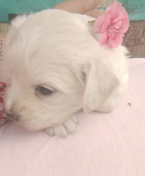 vand 2 cateluse Bichon maltez