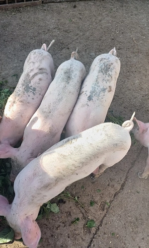Vând purceii 12 Saptamanii detalii la nr telef  