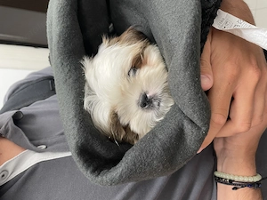 Pui Shih tzu spre adopție  - imagine 3
