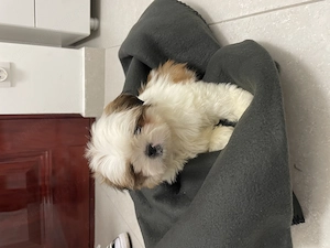 Pui Shih tzu spre adopție 