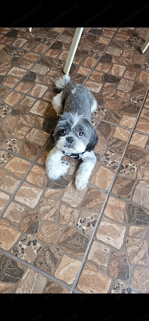 Adoptie catel mascul  shih-tzu Jackie-7 anisori - imagine 2