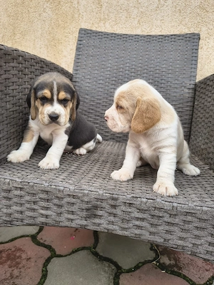 căței beagle  - imagine 4
