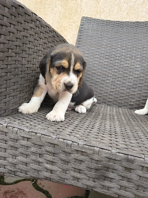 căței beagle  - imagine 5
