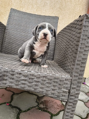 cățel Amstaff blue - imagine 5