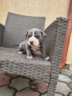 cățel Amstaff blue - imagine 4